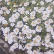 ヒャクニチソウ cover